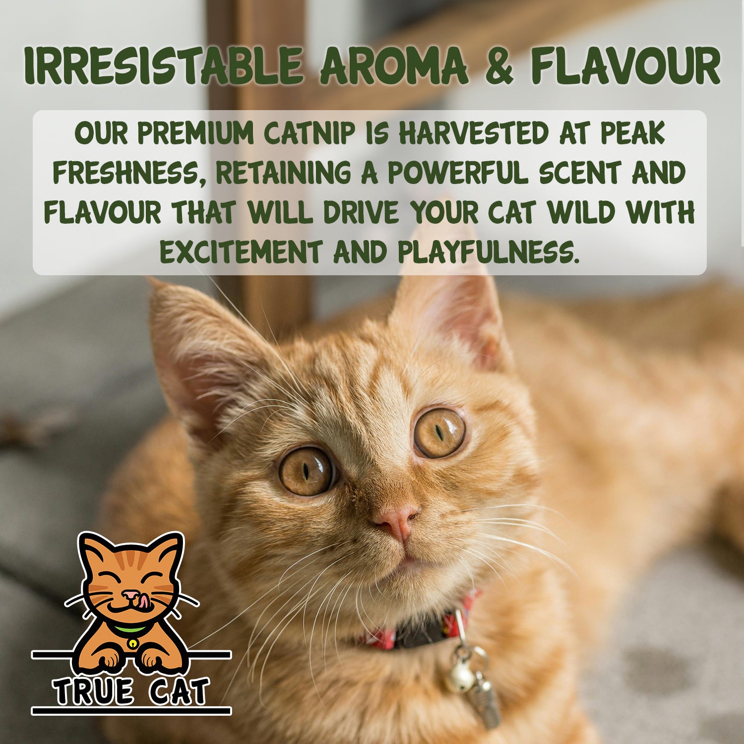 Premium Catnip Natural Treats For Cats Kittens Order Online True Dog UK